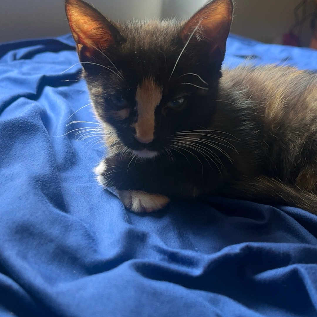 Pumpkin Spice joined the competition — help win amazing prizes! animal, bed, blanket, blue, cat, closeup, cozy, cute, domestic, fur, indoor, kitten, pet, relaxing, resting, sleepy, sunlight, whiskers, window, young