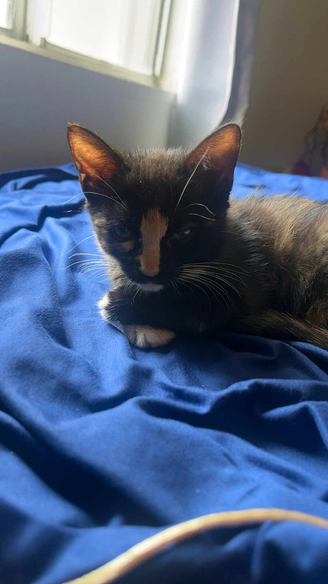Pumpkin Spice joined the competition — help win amazing prizes! kitten, cat, animal, pet, indoor, bed, blanket, blue, fur, whiskers, window, sunlight, resting, cozy, cute, young, sleepy, domestic, closeup, relaxing