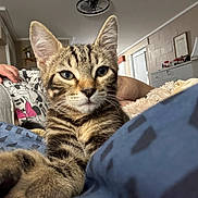 King joined the competition — help win amazing prizes! tabby_cat, cat, pet, indoor, close_up, paw, feline, cozy, relaxed, human_arm, blanket, living_room, curious, cute, striped, animal, domestic_cat, soft, resting, portrait