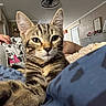 animal, blanket, cat, close_up, cozy, curious, cute, domestic_cat, feline, human_arm, indoor, living_room, paw, pet, portrait, relaxed, resting, soft, striped, tabby_cat