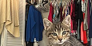 Tiny is registered to the contest to win money with this photo: bed, blanket, cat, closet, clothing, cozy, curious, domestic, feline, fur, hanger, indoor, kitten, pet, room, sleeping_area, soft, striped, tabby, young