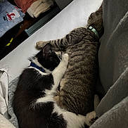 Tiny joined the competition — help win amazing prizes! animal, bed, black_and_white, blanket, cat, cats, closeup, collar, companion, cozy, cute, domestic_animal, feline, fur, indoor, pet, resting, sleeping, snuggling, tabby