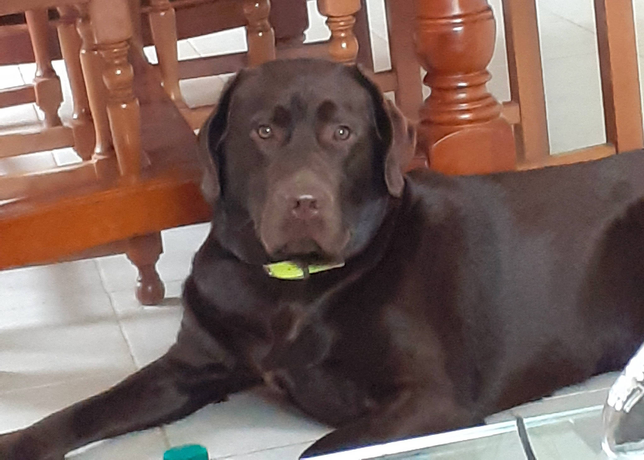 Hercule a rejoint le concours — aidez-le/la à gagner de superbes lots ! borador, carnivore, collar, companion_dog, dog, dog_breed, dog_collar, flooring, guard_dog, gun_dog, hardwood, liver, retriever, sporting_group, varnish, whiskers, wood, working_animal