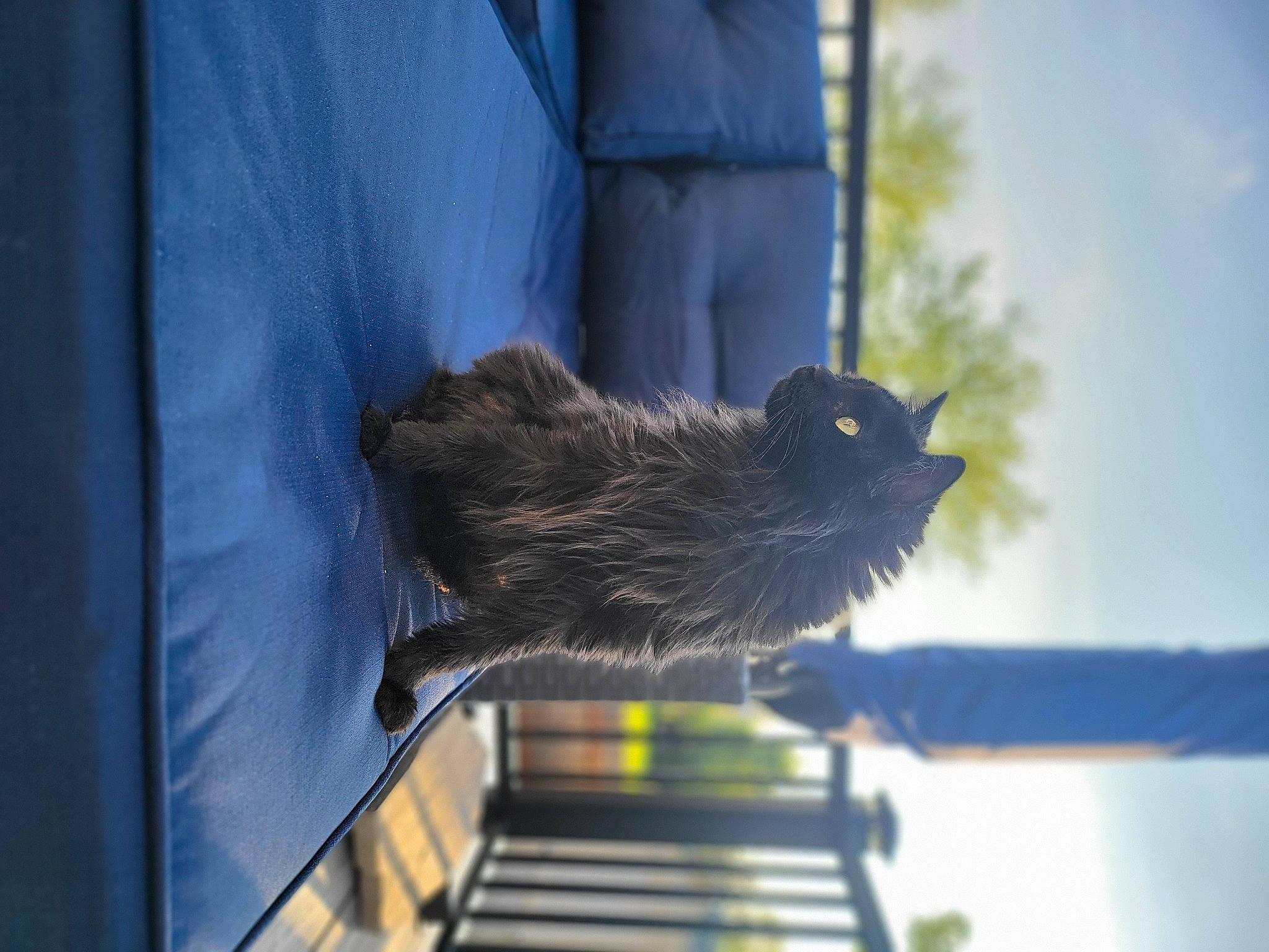 Elaine is registered to the contest to win money with this photo: beak, bird, bird_of_prey, electric_blue, falconiformes, feather, felidae, owl, palm_tree, plant, sky, small_to_medium_sized_cats, tail, terrestrial_animal, tree, whiskers, wildlife, window, wing, wood