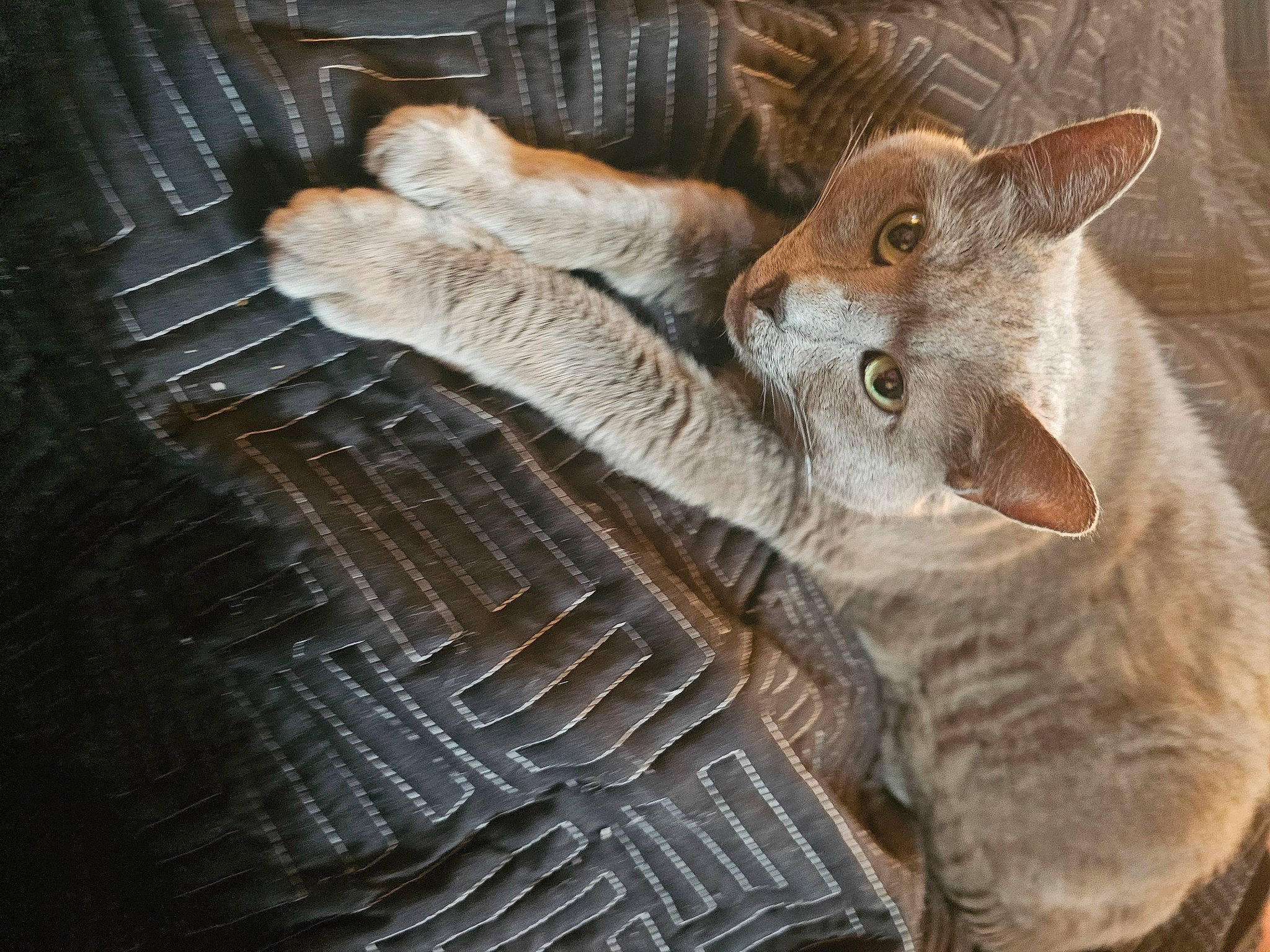 Isabella joined the competition — help win amazing prizes! art, carnivore, cat, claw, domestic_short_haired_cat, fawn, felidae, fur, grey, paw, small_to_medium_sized_cats, snout, tail, terrestrial_animal, whiskers, wildlife, wood