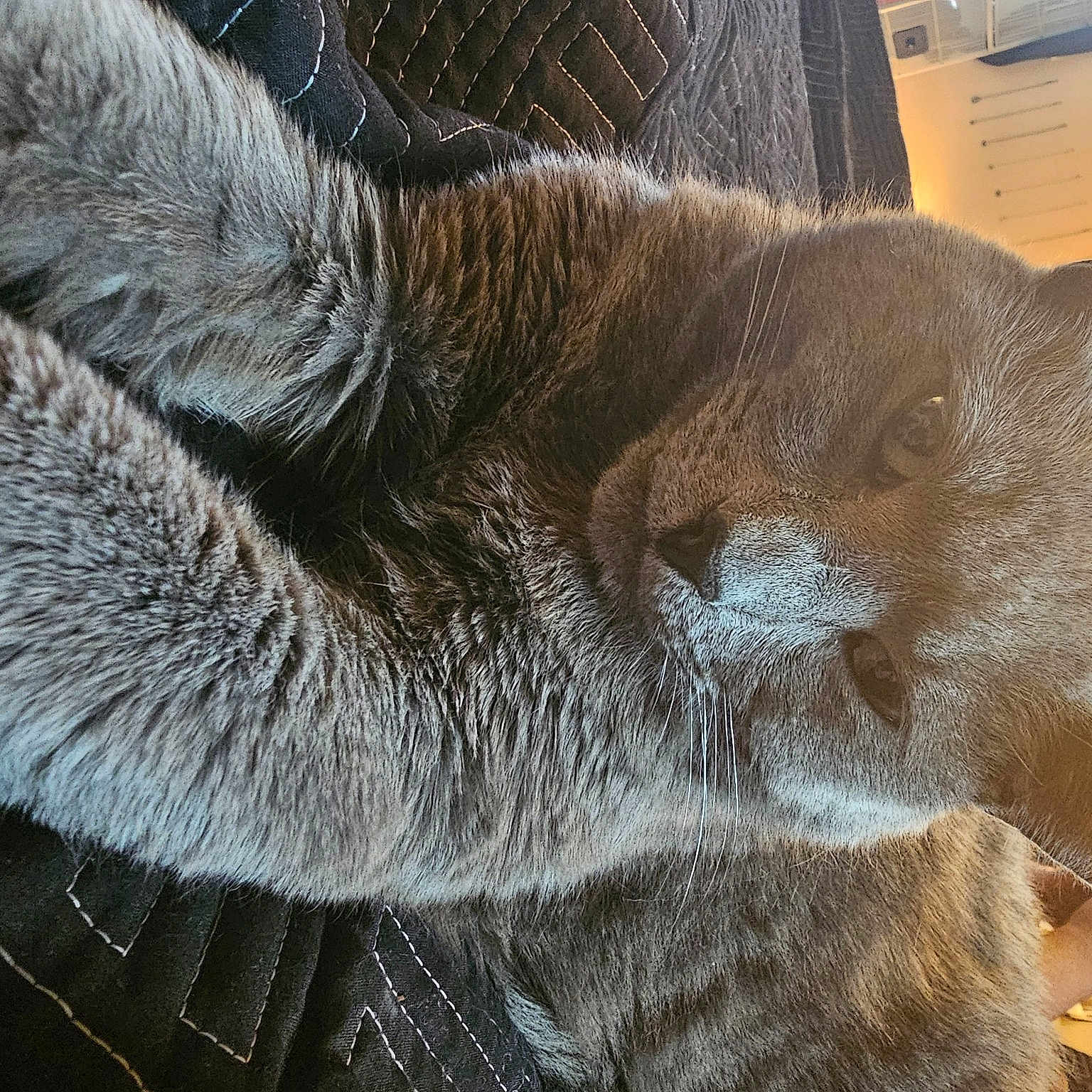 Isabella joined the competition — help win amazing prizes! carnivore, cat, cat_supply, chartreux, claw, close_up, comfort, domestic_short_haired_cat, fawn, felidae, fur, human_leg, nap, paw, small_to_medium_sized_cats, snout, tail, terrestrial_animal, whiskers, window