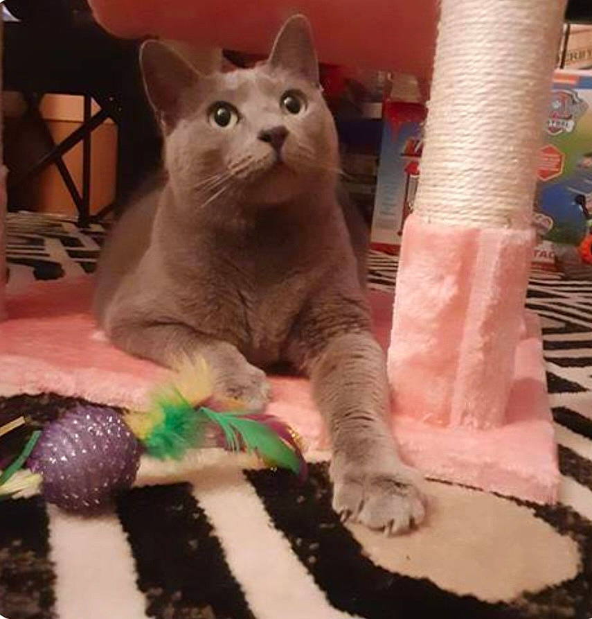 Isabella is registered to the contest to win money with this photo: animal_figure, art, carnivore, cat, clay, comfort, domestic_short_haired_cat, fawn, felidae, fur, paw, pink, russian_blue, sculpture, small_to_medium_sized_cats, snout, tail, terrestrial_animal, toy, whiskers