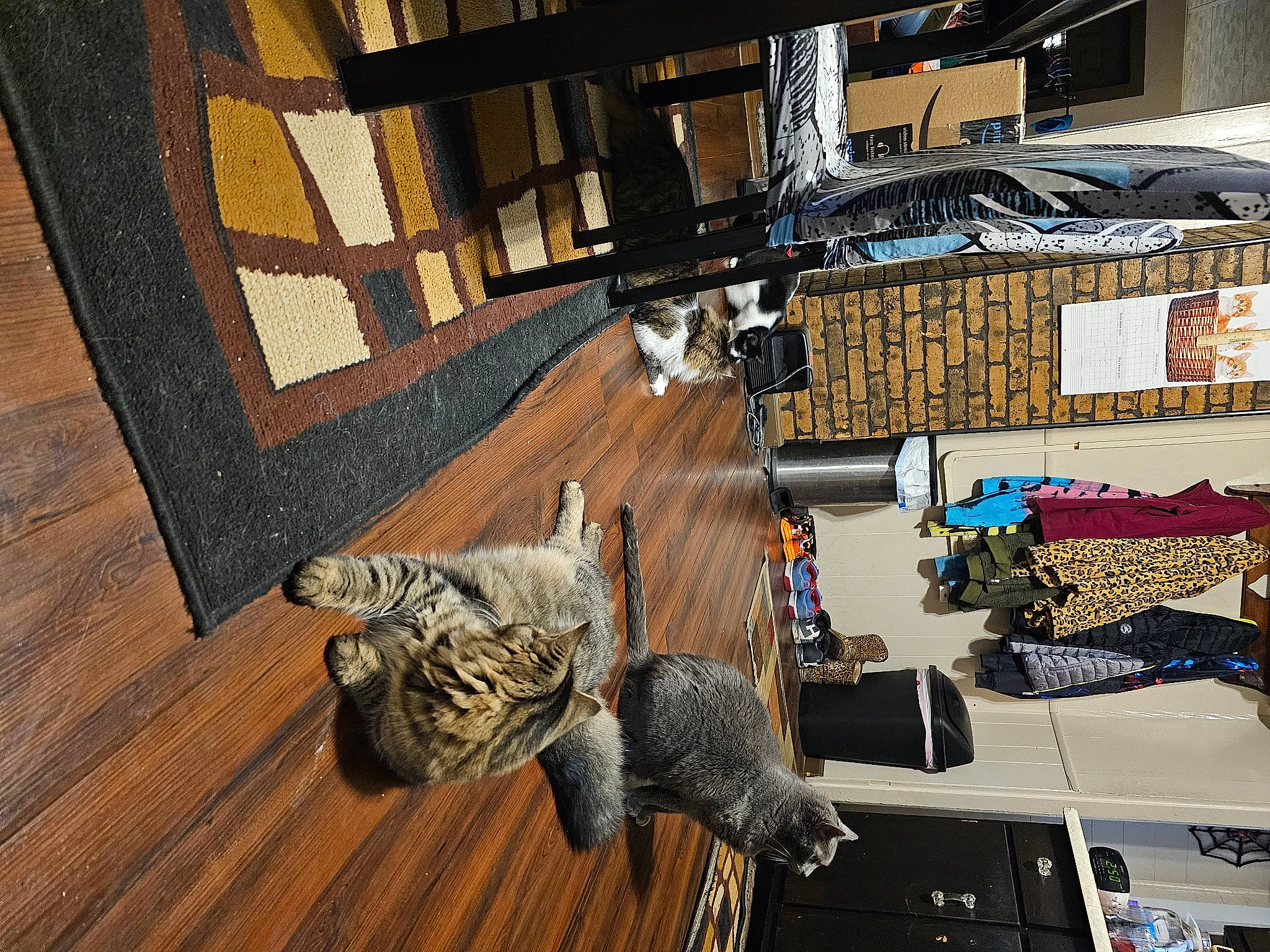 Snickers is registered to the contest to win money with this photo: art, chair, engineering, floor, flooring, fur, hardwood, laminate_flooring, machine, metal, office_equipment, pattern, pc_game, room, table, visual_arts, wood, wood_flooring, wood_stain