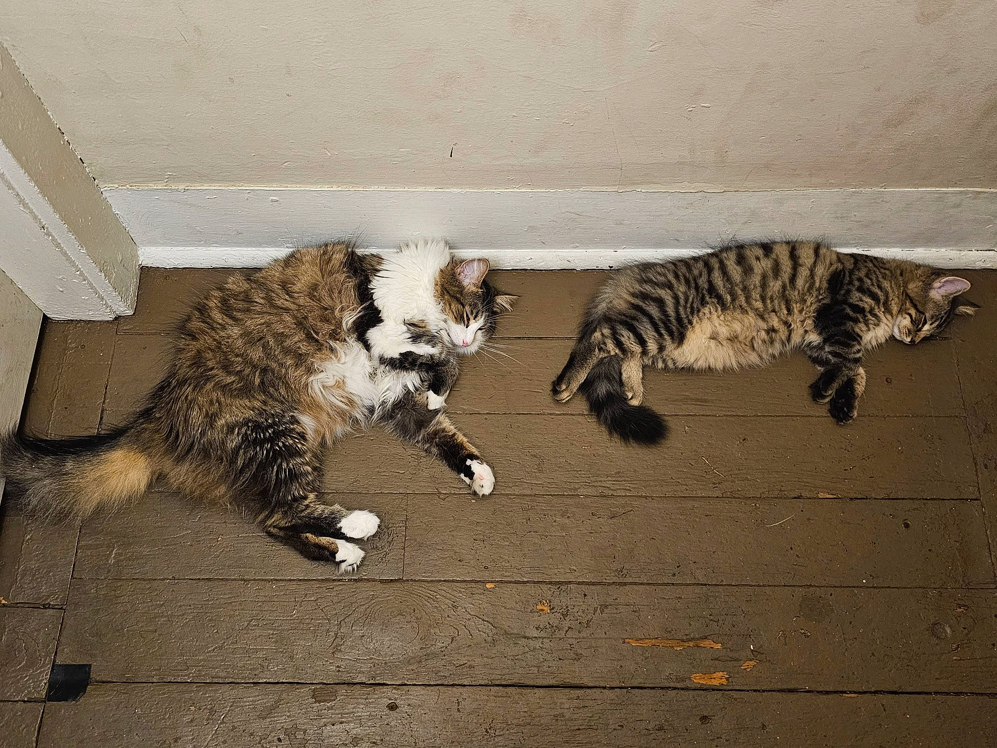 Snickers joined the competition — help win amazing prizes! art, canidae, carnivore, cat, companion_dog, dog_breed, domestic_short_haired_cat, felidae, floor, flooring, fur, hardwood, paw, small_to_medium_sized_cats, snout, sporting_group, tail, terrestrial_animal, whiskers, wood