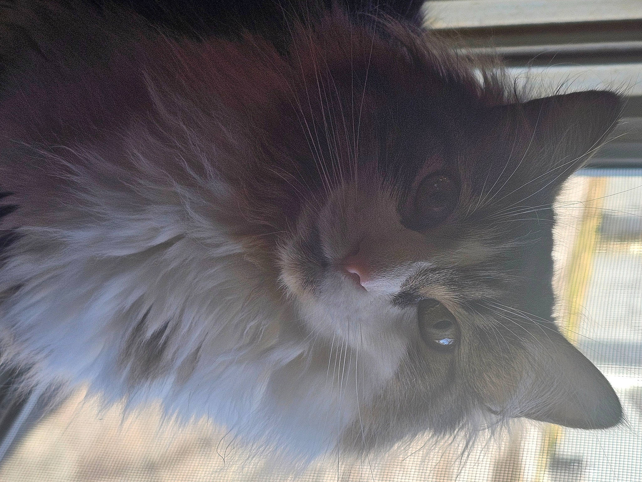 Snickers is registered to the contest to win money with this photo: carnivore, cat, domestic_short_haired_cat, eye, felidae, fur, grey, head, paw, small_to_medium_sized_cats, snout, tail, terrestrial_animal, whiskers, window