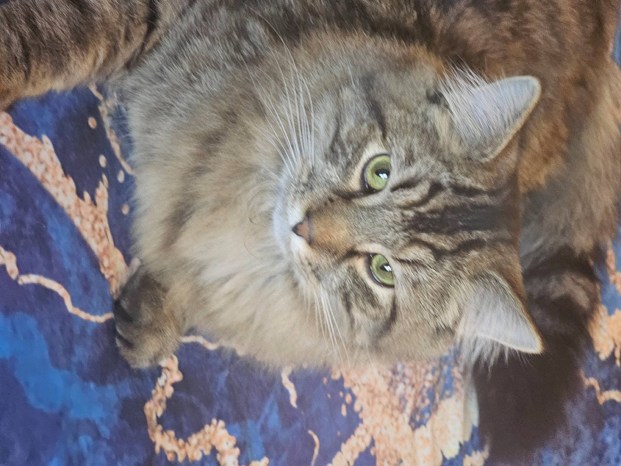 Jackie Legs is registered to the contest to win money with this photo: art, brown, carnivore, cat, felidae, fur, grass, small_to_medium_sized_cats, snout, terrestrial_animal, whiskers, wildlife, wood