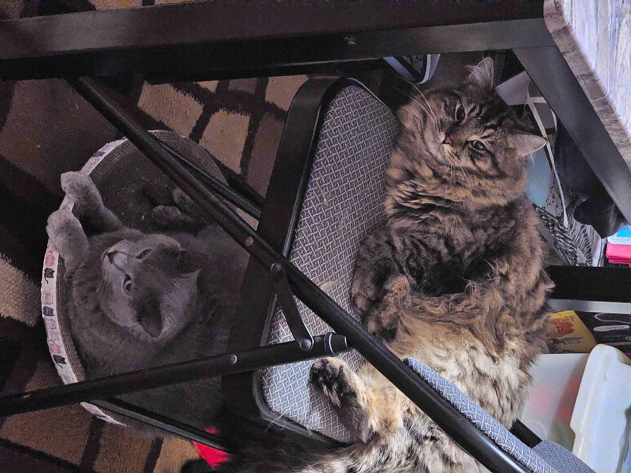 Jackie Legs joined the competition — help win amazing prizes! auto_part, automotive_exterior, automotive_tire, automotive_wheel_system, big_cats, carnivore, cat, domestic_short_haired_cat, felidae, fur, grey, metal, motor_vehicle, small_to_medium_sized_cats, tail, terrestrial_animal, vehicle, vehicle_door, whiskers, wood