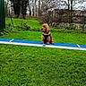 Jocker participe au concours pour gagner de l'argent avec cette photo : dog, cocker_spaniel, curly_fur, brown_fur, sitting, outdoor, garden, grass, lawn, agility_equipment, balance_beam, pet, animal, canine, winter, bare_trees, fence, greenery, portrait, training