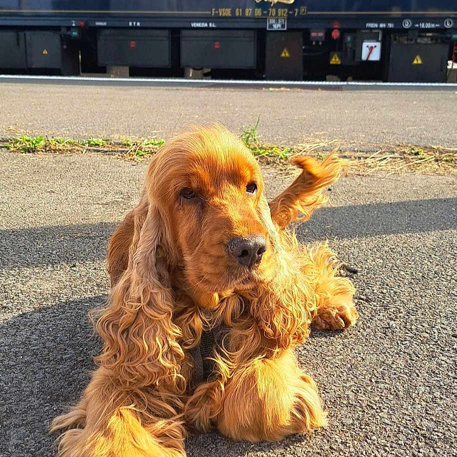 Jocker a rejoint le concours — aidez-le/la à gagner de superbes lots ! dog, cocker_spaniel, golden_dog, pet, long_hair, floppy_ears, lying_down, outdoor, pavement, railway, train, vintage_train, transportation, station, sunlight, shadow, portrait, animal, cute, travel