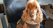 Jocker participe au concours pour gagner de l'argent avec cette photo : dog, cocker_spaniel, curly_fur, brown_fur, sitting, office, office_chair, desk, computer, monitor, keyboard, window, blinds, indoors, workplace, leash, collar, portrait, pet, text_overlay