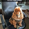 dog, cocker_spaniel, curly_fur, brown_fur, sitting, office, office_chair, desk, computer, monitor, keyboard, window, blinds, indoors, workplace, leash, collar, portrait, pet, text_overlay