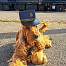 dog, golden_retriever, cocker_spaniel, long_hair, floppy_ears, hat, uniform, train, railway, station, outdoor, pavement, sunlight, portrait, sitting, lying_down, pet, canine, travel, funny