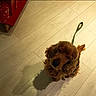 Jocker participe au concours pour gagner de l'argent avec cette photo : dog, brown_dog, curly_hair, cocker_spaniel, pet, leash, collar, sitting, indoors, wooden_floor, shop, retail_display, red_display, gift_shop, guarding, serious_expression, shadow, floor_tiles, french_text, text_overlay