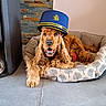 dog, cocker_spaniel, golden_fur, long_ears, fluffy, wearing_hat, captain_hat, pet_bed, indoor, home, stone_wall, tiled_floor, red_toy, lying_down, sitting, open_mouth, happy, portrait, companion_animal, funny_costume
