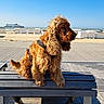dog, spaniel, cocker_spaniel, pet, animal, sitting, outdoor, beach, seaside, ocean, sand, blue_sky, sunny, curly_fur, long_ears, collar, picnic_table, boardwalk, beach_huts, coastal_landscape