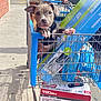 puppy, dog, shopping_cart, outdoor, sunlight, sidewalk, brick_wall, box, pet_supplies, leash, curious, animal, store, retail, cart_handle, paw, shopping, daylight, pet_food, young_dog