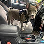 Roxie is registered to the contest to win money with this photo: dog, puppy, car_interior, seat, harness, tags, steering_wheel, gear_shift, keys, beads, center_console, cup_holder, window, seatbelt, gray_fur, white_paws, pet, vehicle, curious, indoor