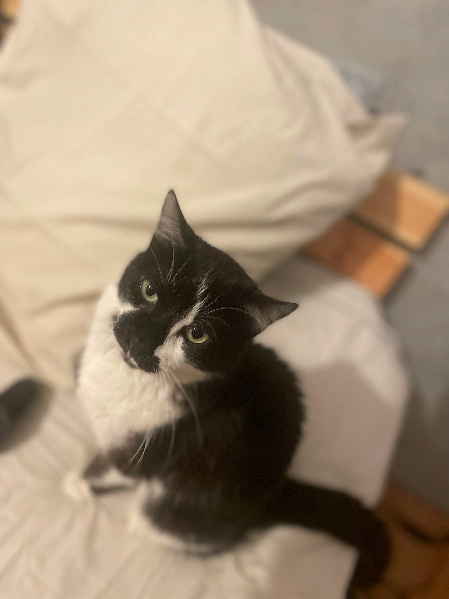 Nesquick a rejoint le concours — aidez-le/la à gagner de superbes lots ! carnivore, cat, comfort, domestic_short_haired_cat, felidae, fur, grey, linens, monochrome, monochrome_photography, pattern, room, small_to_medium_sized_cats, snout, tail, terrestrial_animal, whiskers