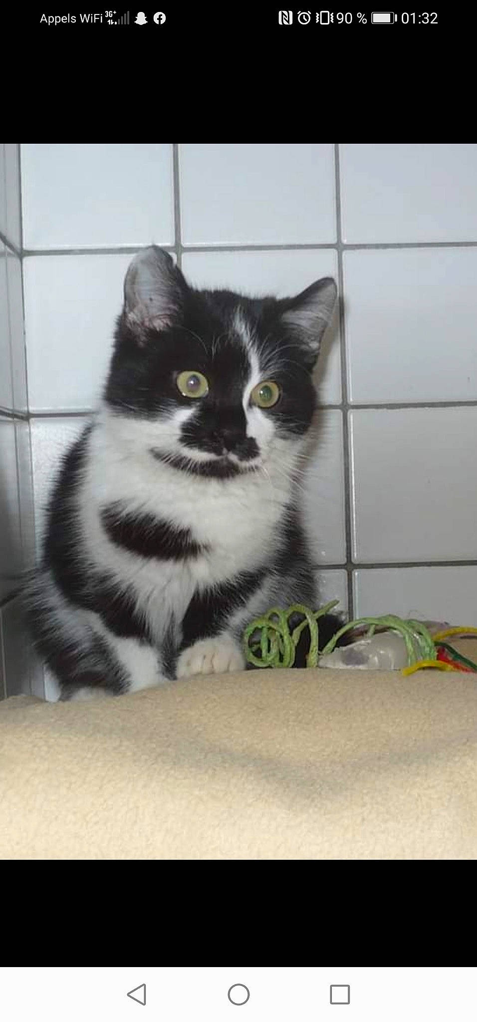 Nesquick a rejoint le concours — aidez-le/la à gagner de superbes lots ! animal_shelter, automotive_tire, carnivore, cat, domestic_short_haired_cat, felidae, flooring, fur, grey, monochrome, monochrome_photography, paw, small_to_medium_sized_cats, snout, tail, whiskers, window