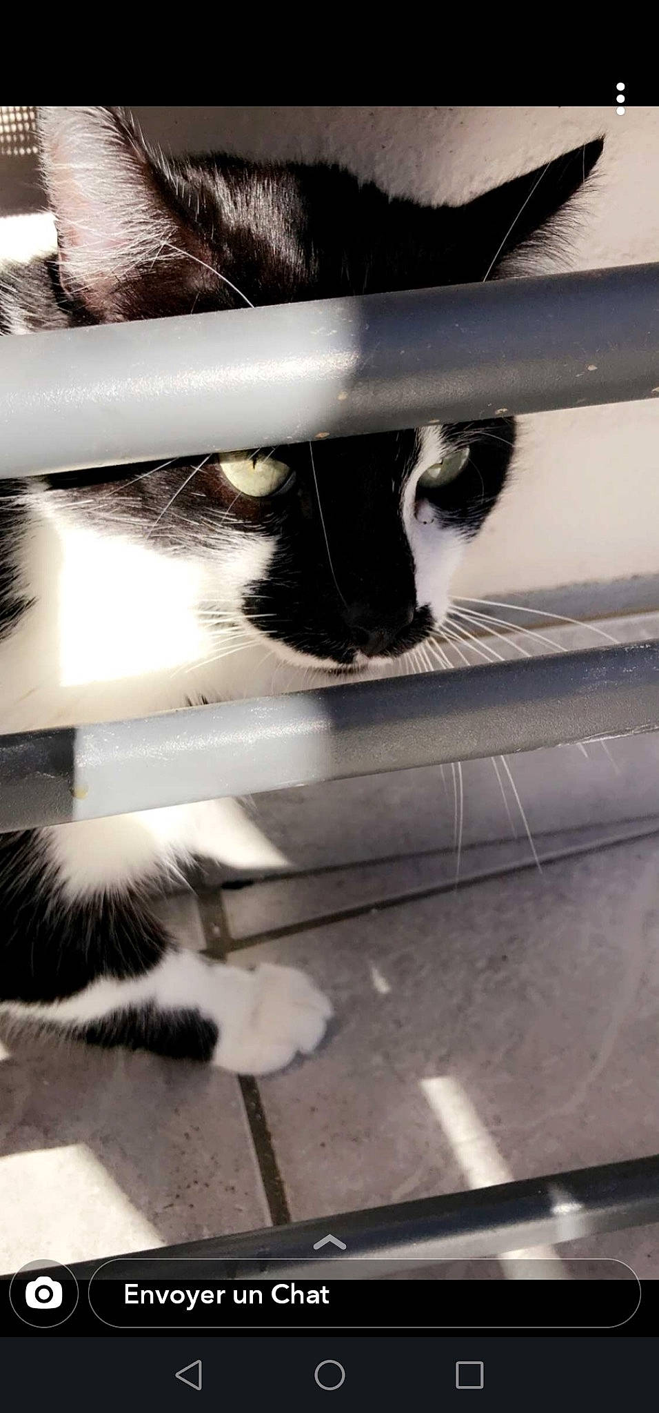 Nesquick a rejoint le concours — aidez-le/la à gagner de superbes lots ! automotive_exterior, black, carnivore, cat, comfort, eye, felidae, fur, head, leg, line, rim, small_to_medium_sized_cats, snout, stairs, tail, tints_and_shades, whiskers, white, window