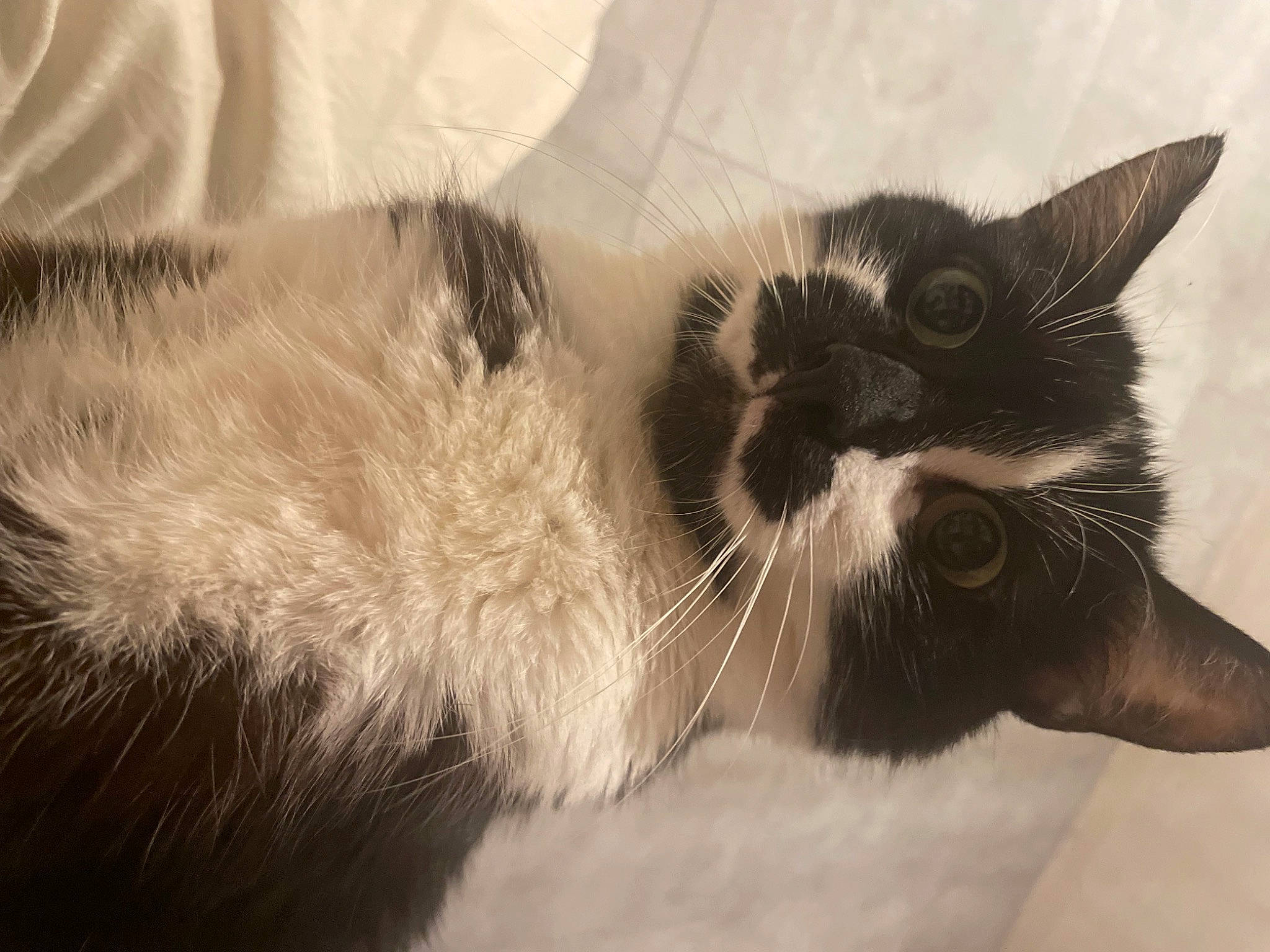 Nesquick participe au concours pour gagner de l'argent avec cette photo : black_cat, carnivore, cat, claw, close_up, cloud, comfort, domestic_short_haired_cat, felidae, fur, grey, monochrome, monochrome_photography, nap, paw, small_to_medium_sized_cats, tail, tree, whiskers, window