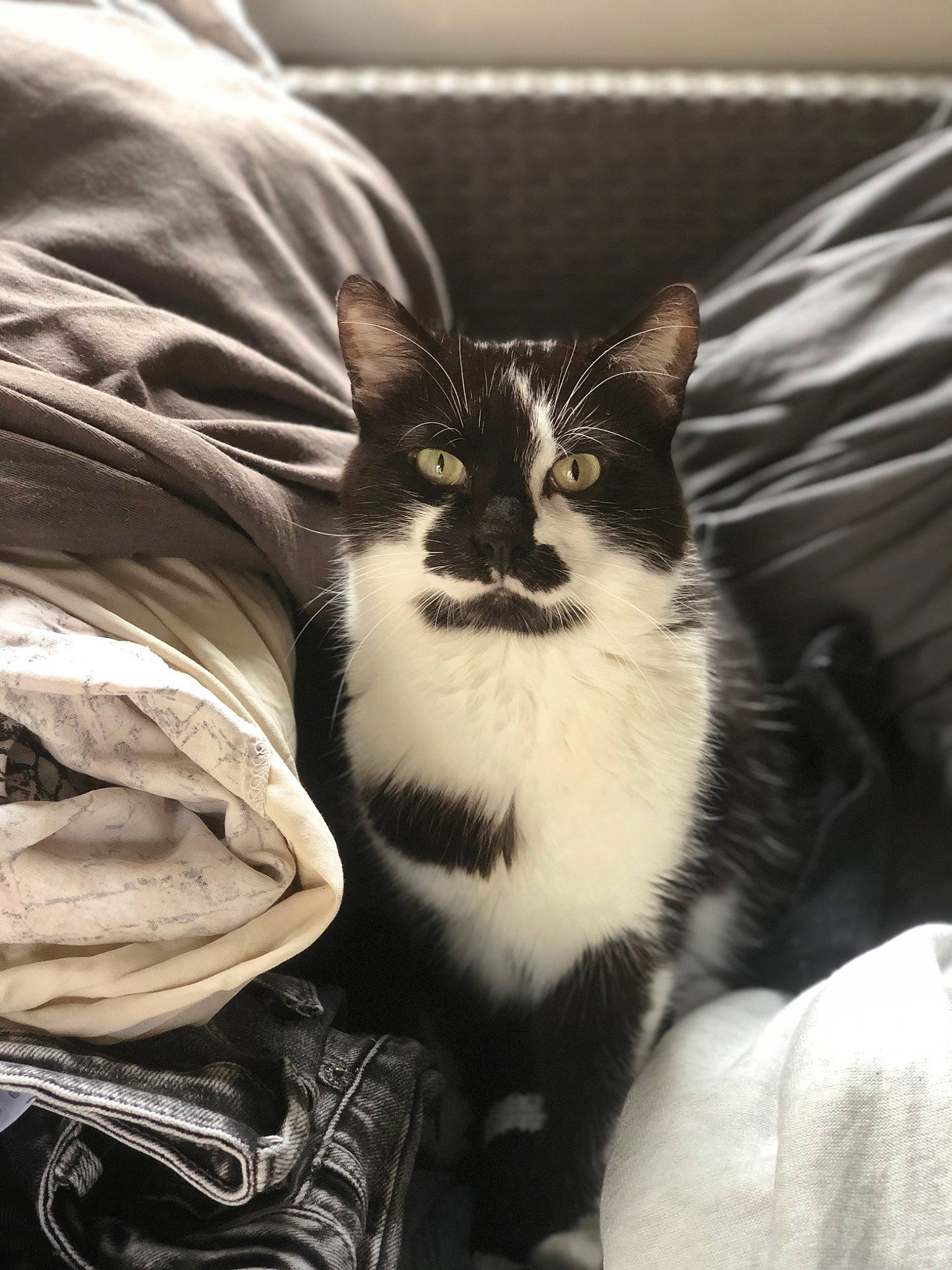 Nesquick a rejoint le concours — aidez-le/la à gagner de superbes lots ! automotive_tire, carnivore, cat, comfort, domestic_short_haired_cat, door, eye, felidae, foot, fur, human_leg, monochrome_photography, paw, sitting, small_to_medium_sized_cats, snout, stairs, tail, whiskers, window