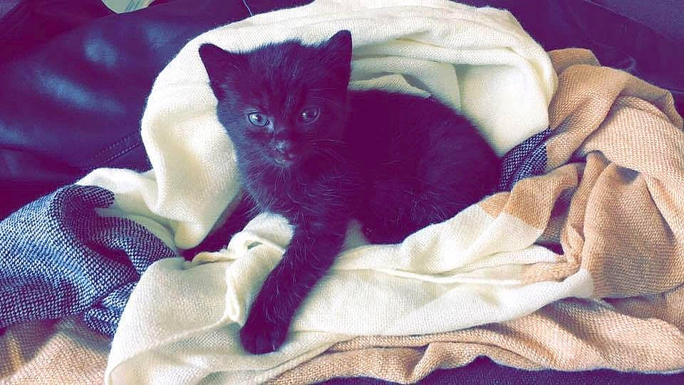 Kirikou participe au concours pour gagner de l'argent avec cette photo : asian, black_cat, british_shorthair, burmese, carnivore, cat, chartreux, fawn, felidae, kitten, korat, linens, mammal, purple, quilt, russian_blue, small_to_medium_sized_cats, tail, whiskers