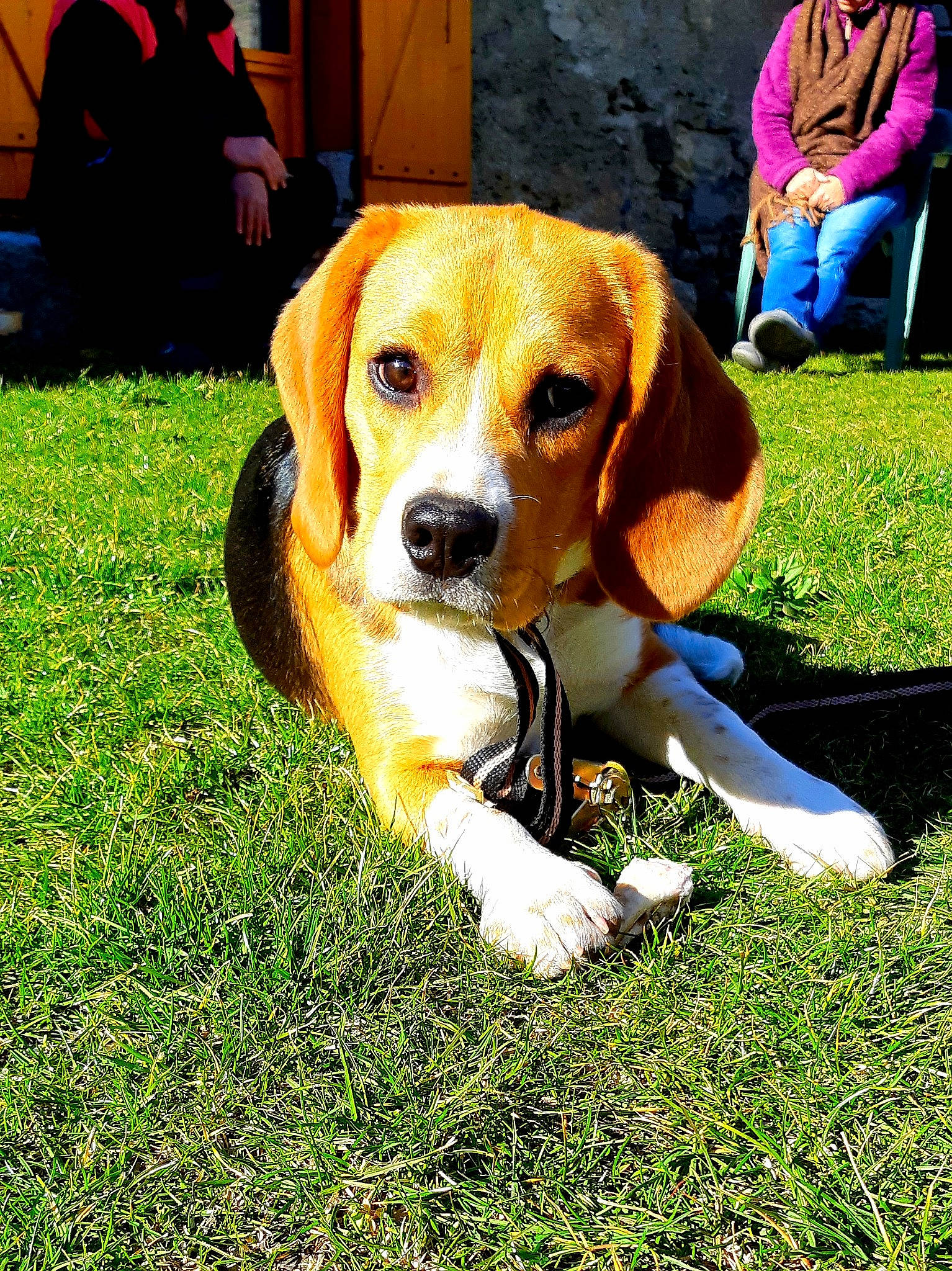 Pyros a rejoint le concours — aidez-le/la à gagner de superbes lots ! american_foxhound, beagle, beagle_harrier, beaglier, canidae, carnivore, companion_dog, dog, dog_breed, english_foxhound, estonian_hound, finnish_hound, grand_anglo_francais_tricolore, hamiltonstovare, harrier, mammal, pocket_beagle, serbian_tricolour_hound, treeing_walker_coonhound, vertebrate