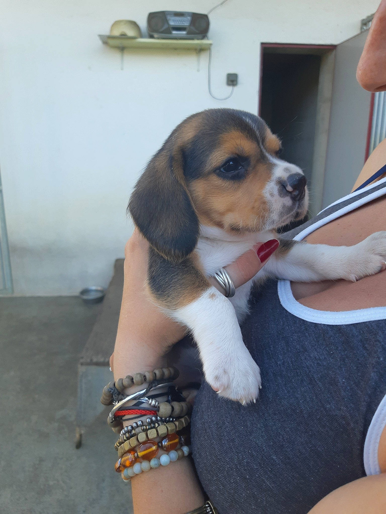 Pyros participe au concours pour gagner de l'argent avec cette photo : american_foxhound, beagador, beagle, beagle_harrier, beaglier, canidae, carnivore, coonhound, dog, dog_breed, estonian_hound, finnish_hound, harrier, mammal, pocket_beagle, puppy, scent_hound, snout, treeing_walker_coonhound, vertebrate