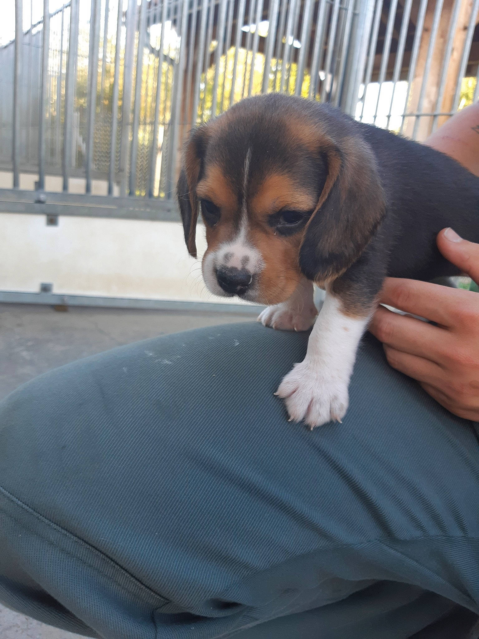 Pyros participe au concours pour gagner de l'argent avec cette photo : beagle, beagle_harrier, beaglier, canidae, carnivore, companion_dog, dog, dog_breed, english_foxhound, finnish_hound, hamiltonstovare, harrier, mammal, pocket_beagle, puppy, scent_hound, serbian_tricolour_hound, snout, treeing_walker_coonhound, vertebrate