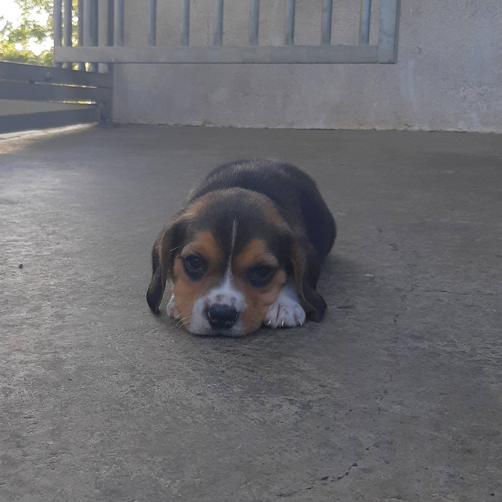 Pyros participe au concours pour gagner de l'argent avec cette photo : american_foxhound, beagle, beagle_harrier, beaglier, canidae, carnivore, dog, dog_breed, english_foxhound, estonian_hound, finnish_hound, hamiltonstovare, harrier, mammal, pocket_beagle, scent_hound, serbian_tricolour_hound, snout, street_dog, vertebrate