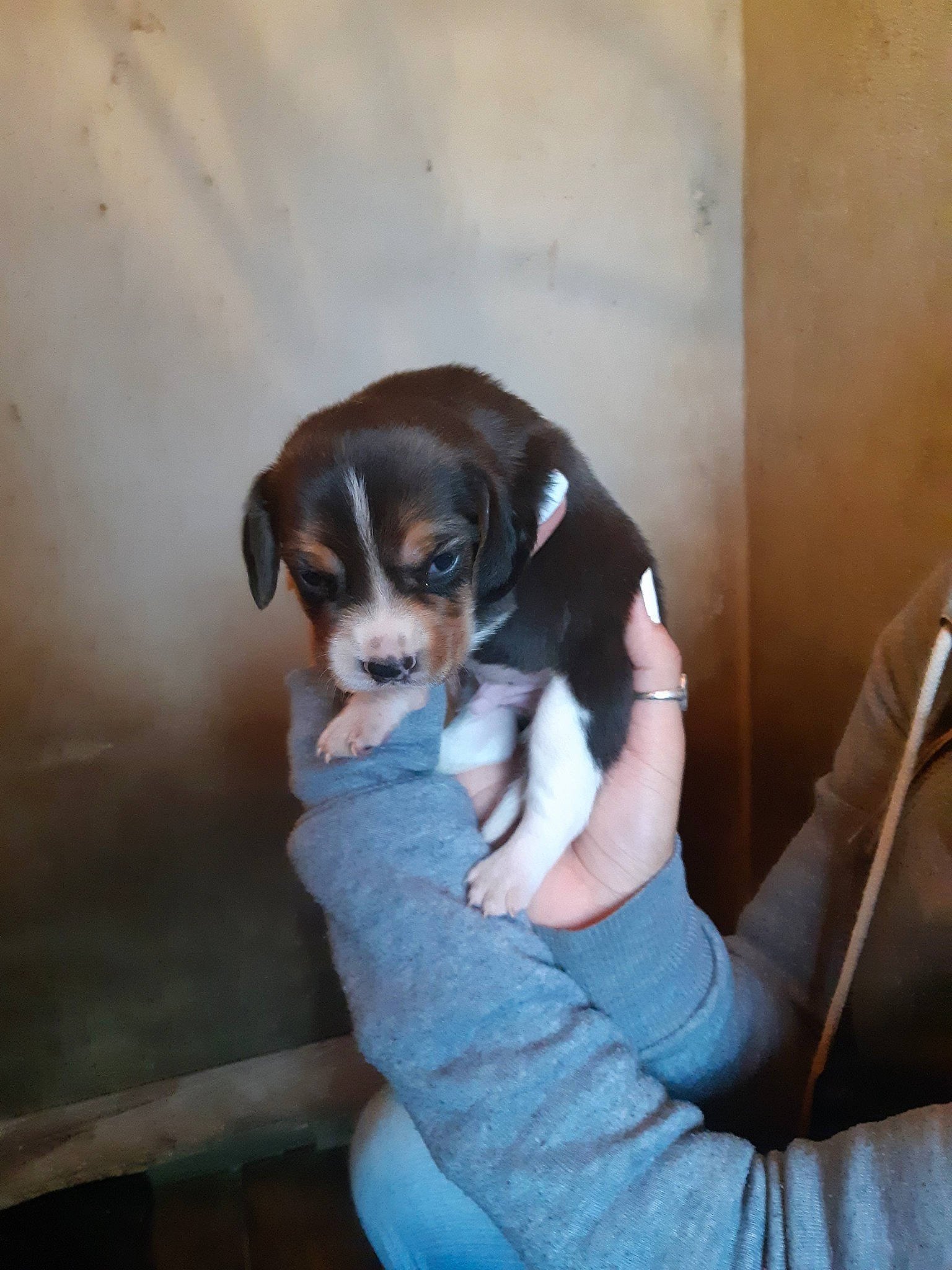 Pyros a rejoint le concours — aidez-le/la à gagner de superbes lots ! beagle, beaglier, canidae, carnivore, chilean_fox_terrier, companion_dog, dog, dog_breed, fawn, finnish_hound, harrier, mammal, pocket_beagle, puppy, puppy_love, ratonero_bodeguero_andaluz, serbian_tricolour_hound, sporting_group, treeing_walker_coonhound, vertebrate