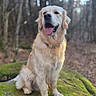 dog, golden_retriever, moss, rock, forest, outdoor, nature, animal, canine, pet, tongue_out, happy, sitting, fur, trees, woodland, daylight, mammal, leaf_litter, sunlight