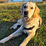 Arlo a rejoint le concours — aidez-le/la à gagner de superbes lots ! golden_retriever, dog, grass, outdoor, nature, lake, sunlight, canine, pet, animal, lying_down, fur, daylight, scenic, relaxing, muzzle, ears, collar, snout, portrait