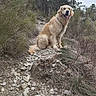 dog, golden_retriever, outdoor, nature, trail, rocks, bushes, trees, smiling, pet, mammal, canine, sitting, fur, happy, daylight, landscape, adventure, wildlife, hiking