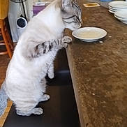 Raymond a rejoint le concours — aidez-le/la à gagner de superbes lots ! cat, stool, kitchen, counter, bowl, curious, pet, feline, indoor, tableware, home, animal, fur, striped, paw, white, black, wood, tile, appliance