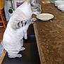 cat, stool, kitchen, counter, bowl, curious, pet, feline, indoor, tableware, home, animal, fur, striped, paw, white, black, wood, tile, appliance