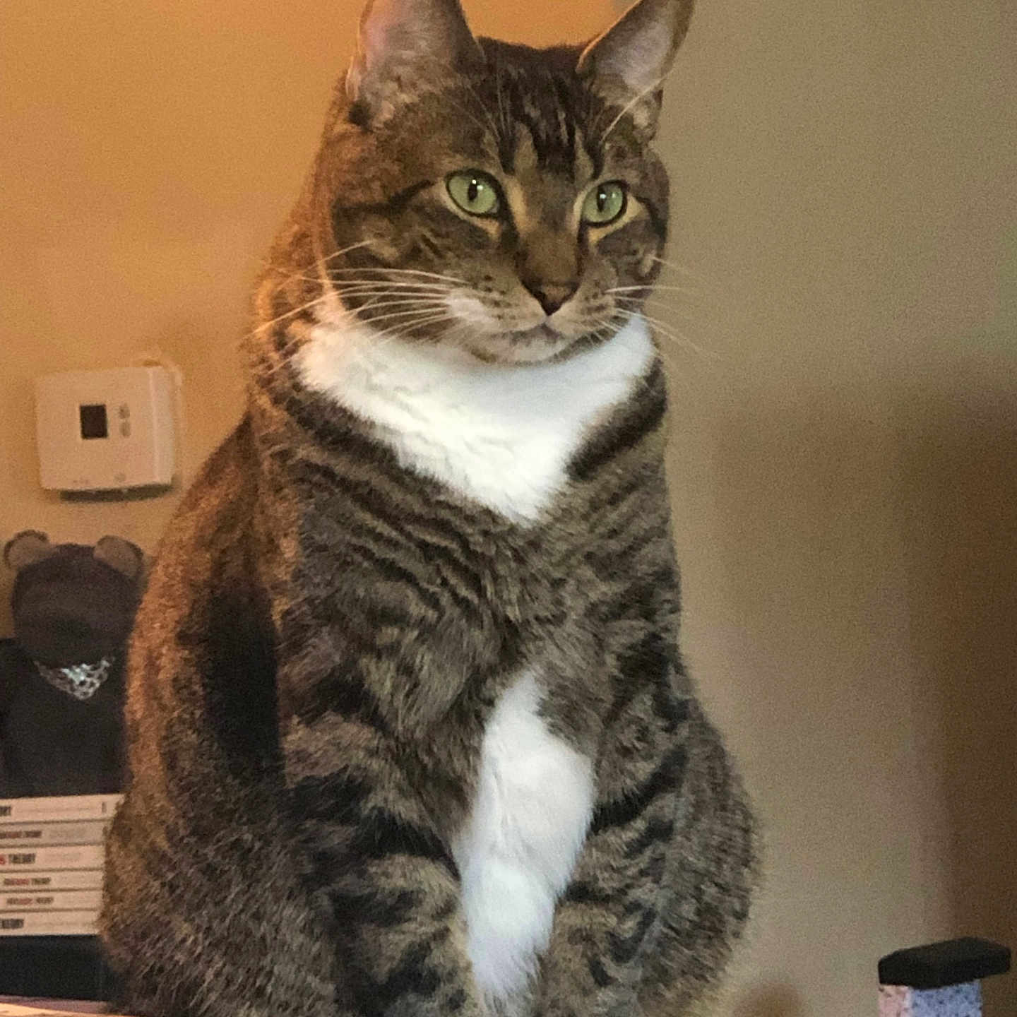 Mir Mir Meow Meow