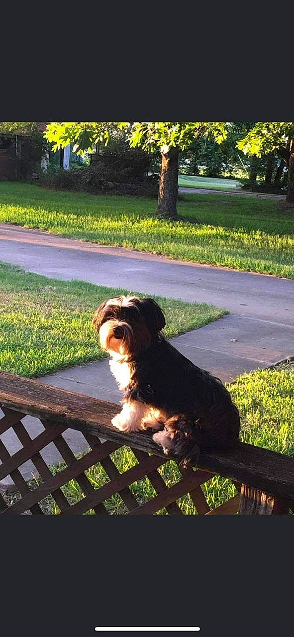 Moo-moo joined the competition — help win amazing prizes! asphalt, carnivore, companion_dog, dog, dog_breed, fawn, fence, grass, lawn, liver, morning, plant, road_surface, sporting_group, sunlight, tail, tints_and_shades, toy_dog, tree, yellow