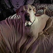 Ammo is registered to the contest to win money with this photo: dog, white_dog, blanket, couch, indoor, tapestry, wall_art, celestial, moon, stars, decor, relaxed, pet, animal, collar, fur, portrait, resting, large_dog, cozy