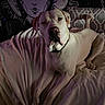 dog, white_dog, blanket, couch, indoor, tapestry, wall_art, celestial, moon, stars, decor, relaxed, pet, animal, collar, fur, portrait, resting, large_dog, cozy