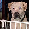 Ammo joined the competition — help win amazing prizes! dog, pet, gate, indoor, light_colored_dog, flash, glowing_eyes, cage, collar, animal, guard, fence, room, domestic_animal, looking, portrait, canine, house, barrier, muzzle