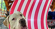 Ammo is registered to the contest to win money with this photo: dog, white_dog, portrait, american_flag, inflatable, collar, pet, wooden_porch, outdoor, smiling, happy, canine, festive, chair, furniture, daylight, celebration, decor, tongue_out, ears