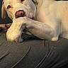 Ammo joined the competition — help win amazing prizes! dog, resting, paw, light_colored, close_up, indoor, pet, animal, canine, relaxed, looking_at_camera, fur, ears, snout, lying_down, comfort, portrait, domestic_animal, quiet, calm