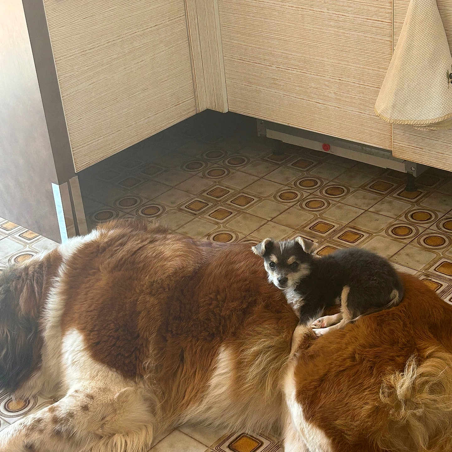 Snow Et Aston a rejoint le concours — aidez-le/la à gagner de superbes lots ! animal, black_and_white_dog, brown_dog, cabinet, companion, cozy, cute, dog, domestic, floor, floor_pattern, indoors, kitchen, large_dog, lying_down, pet, puppy, resting, small_dog, tile_floor